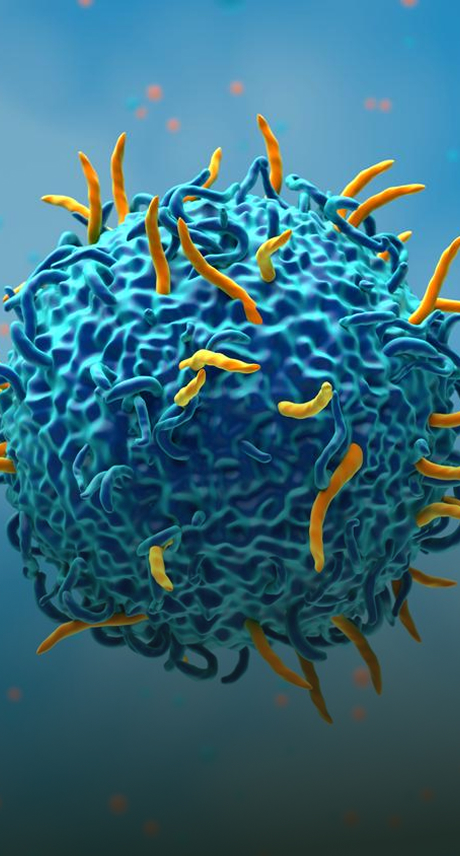 Cell-Therapy