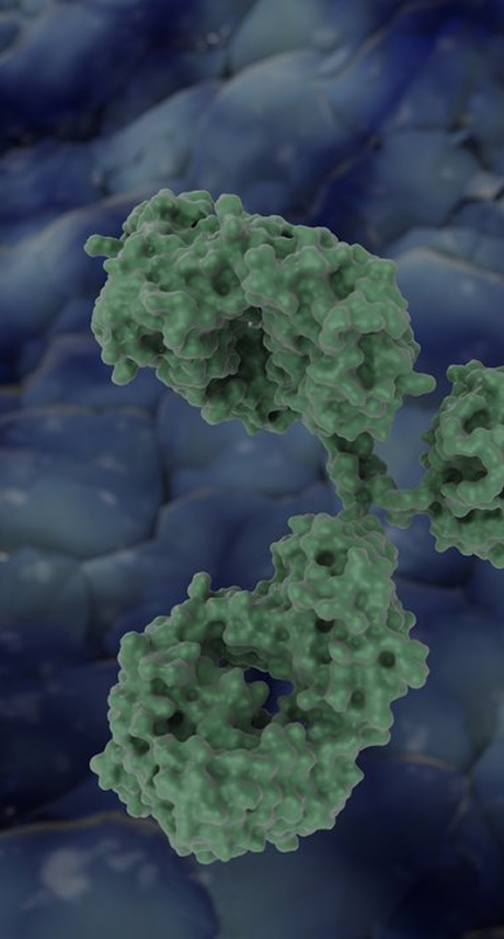 ProBio Antibody Humanization Service – fast, high-success humanization banner with no affinity loss guarantee