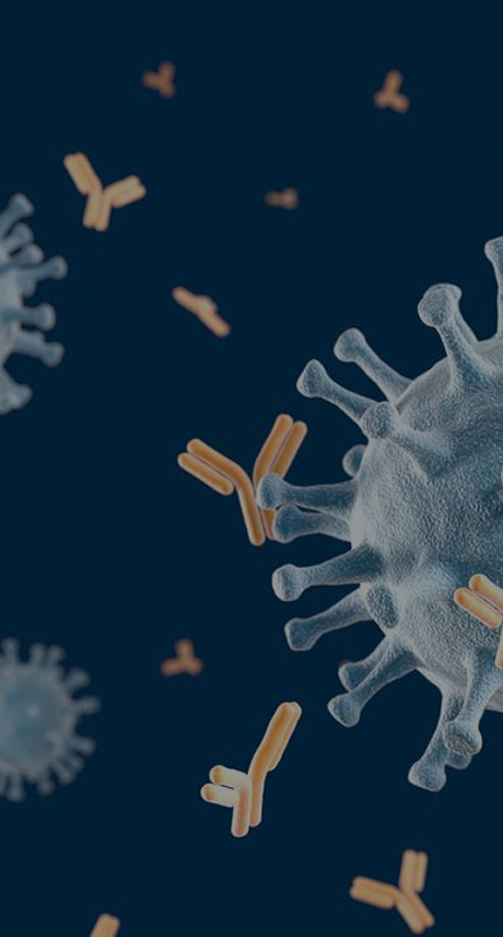 Antibody Lead Optimization