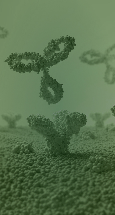 ProBio mAb and bsAb Solutions – Mobile Banner