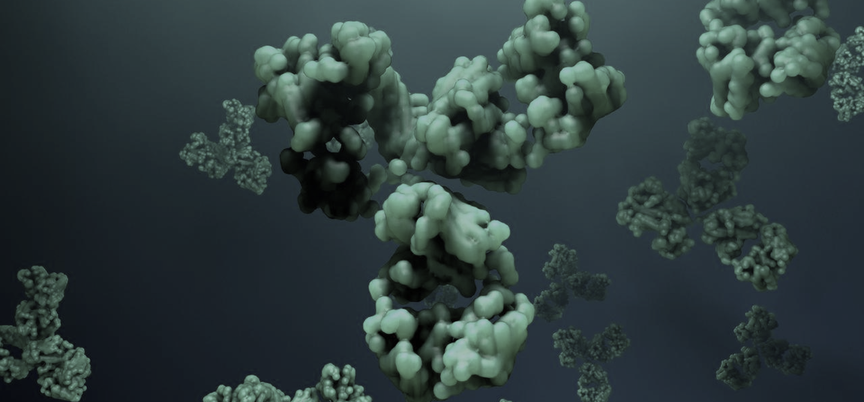 Therapeutic Antibody Discovery Services