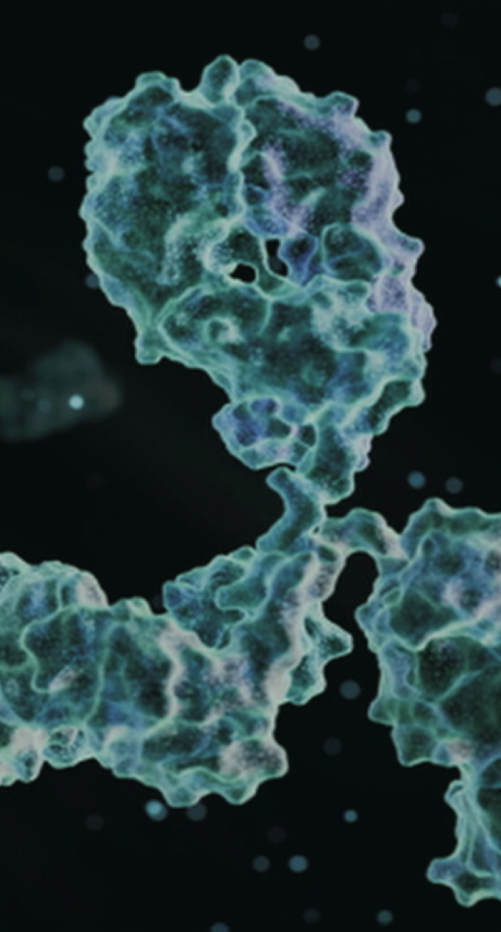 ProBio Antibody Lead Generation – Streamline Target to Clinical Candidate Discovery