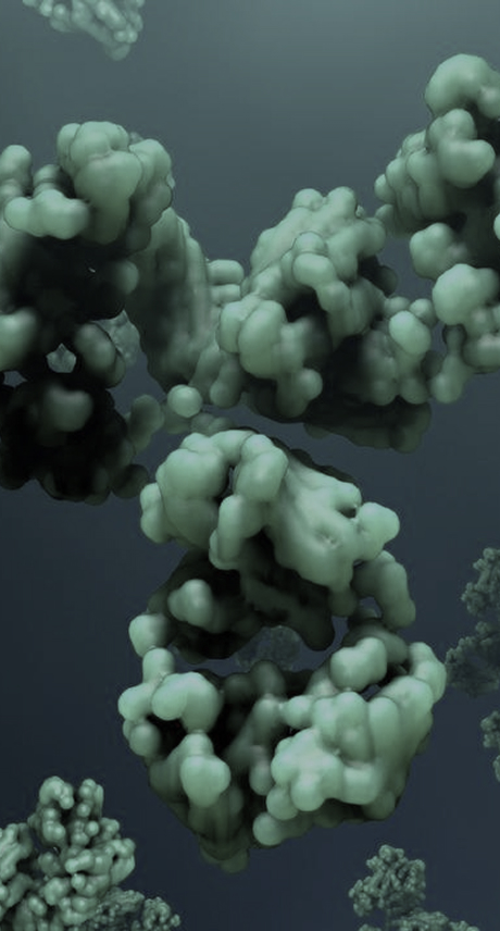 Therapeutic Antibody Discovery Services