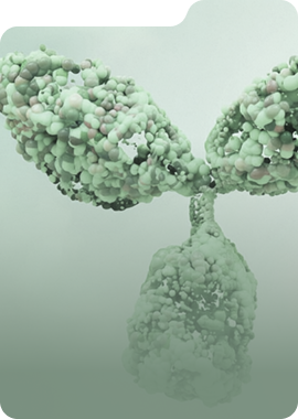Antibody Lead Generation – high-affinity antibody discovery services