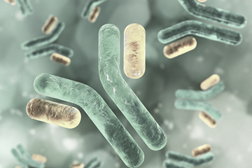 ProBio Licenses Rights to SMAB Bispecific Antibody Molecule – news