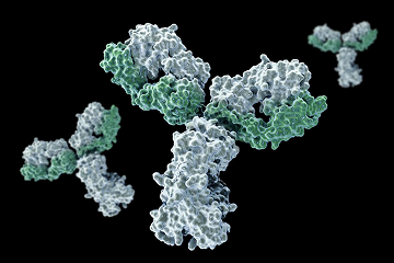 Biologics Discovery Service Brochure – from Target to Preclinical Candidates