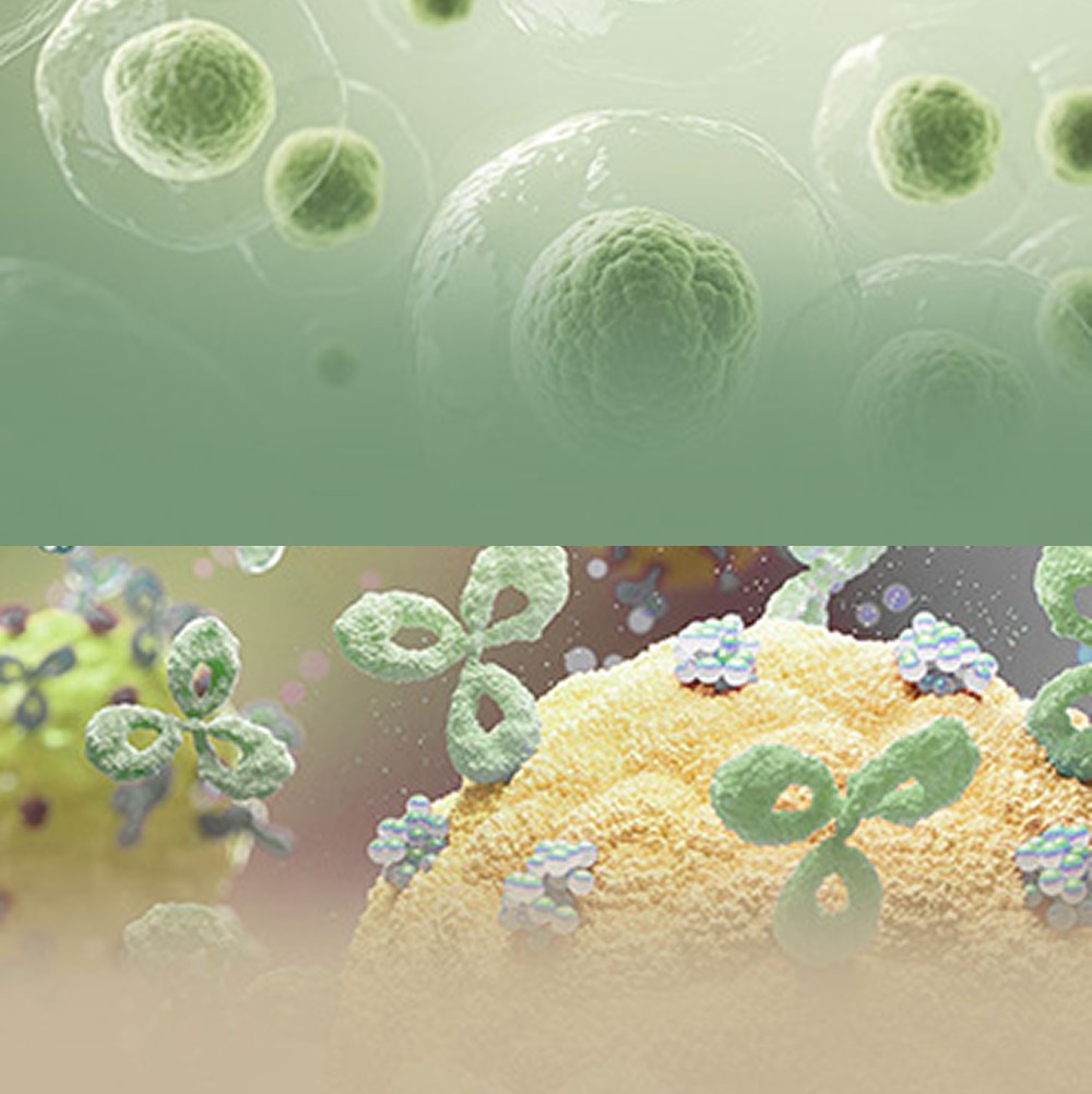 ProBio cell line development for bispecific antibodies – CHO-K1 expression systems