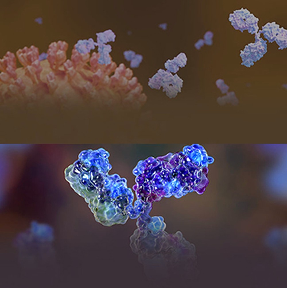 ProBio accelerated CMC development for BsAb – from sequence to IND in 7 months