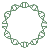 LentiHelper Plasmid Workflow Stage IIT