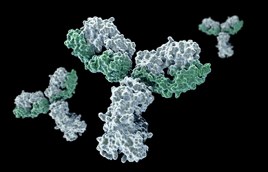 ProBio Deep Bispecific Antibody Expertise – 110+ Programs and Clinical-Stage Assets