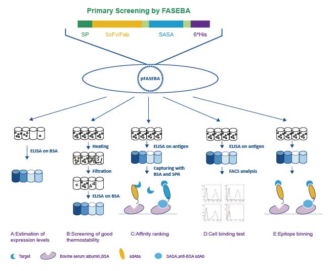 patented-faseba-screening-platform-new