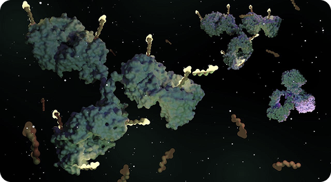 Antibody Drug Conjugates (ADCs)