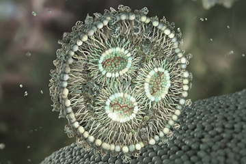 CMC Process Challenges and Solutions for Targeted Lipid Nanoparticles – White Paper